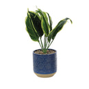 Faux Plant Blue Pots