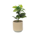 Faux Plant Cream Pots
