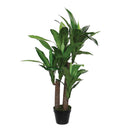 Dracaena In Pot Green