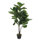 Ficus Lyrata In Pot