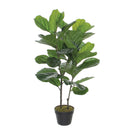 Ficus Lyrata In Pot