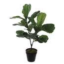 Ficus Lyrata In Pot
