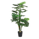 Monstera In Pot Green