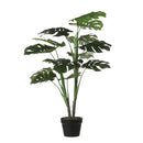 Monstera In Pot Green