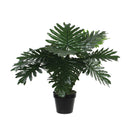 Philodendron Pot Green